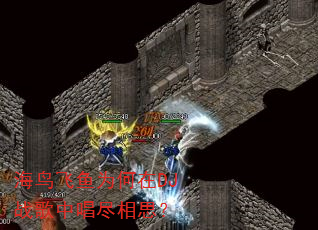 海鸟飞鱼为何在DJ战歌中唱尽相思? 海鸟飞鱼为何在DJ战歌中唱尽相思?